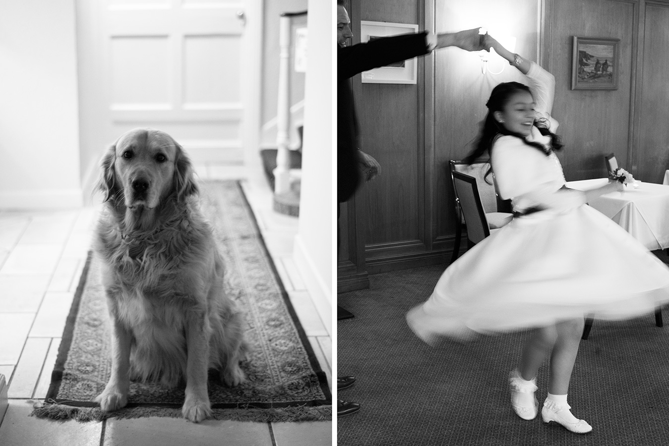 rathsallagh golden retriever dog flower girl twirls at wedding