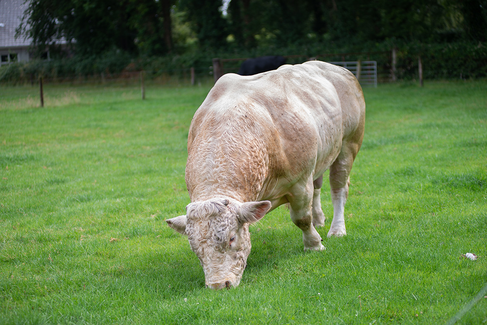 Bull at Farmhouse wedding in Westmeath