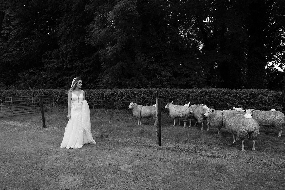 bride with sheep at her farmhouse wedding in Ireland