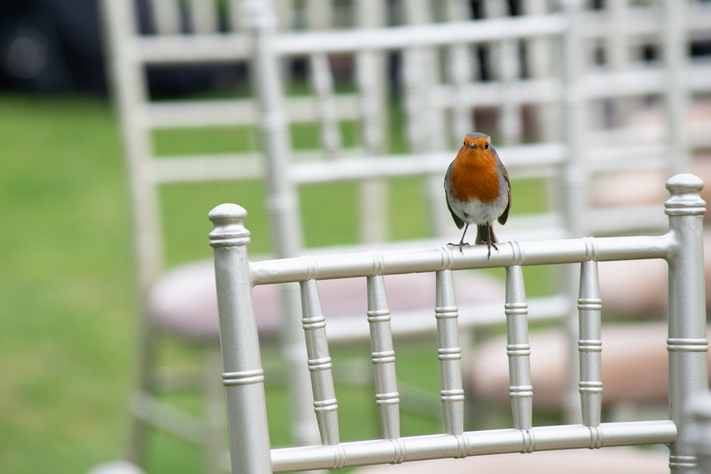 robin at outdoor wedding ceremony at Woodlands Hotel Limerick