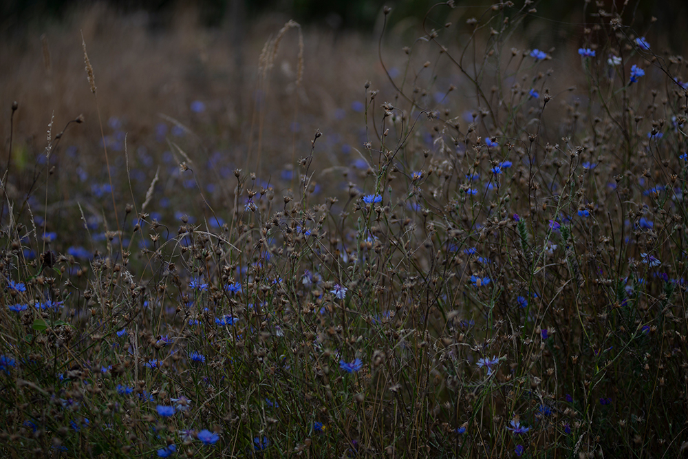 Close up of field with blue flowers