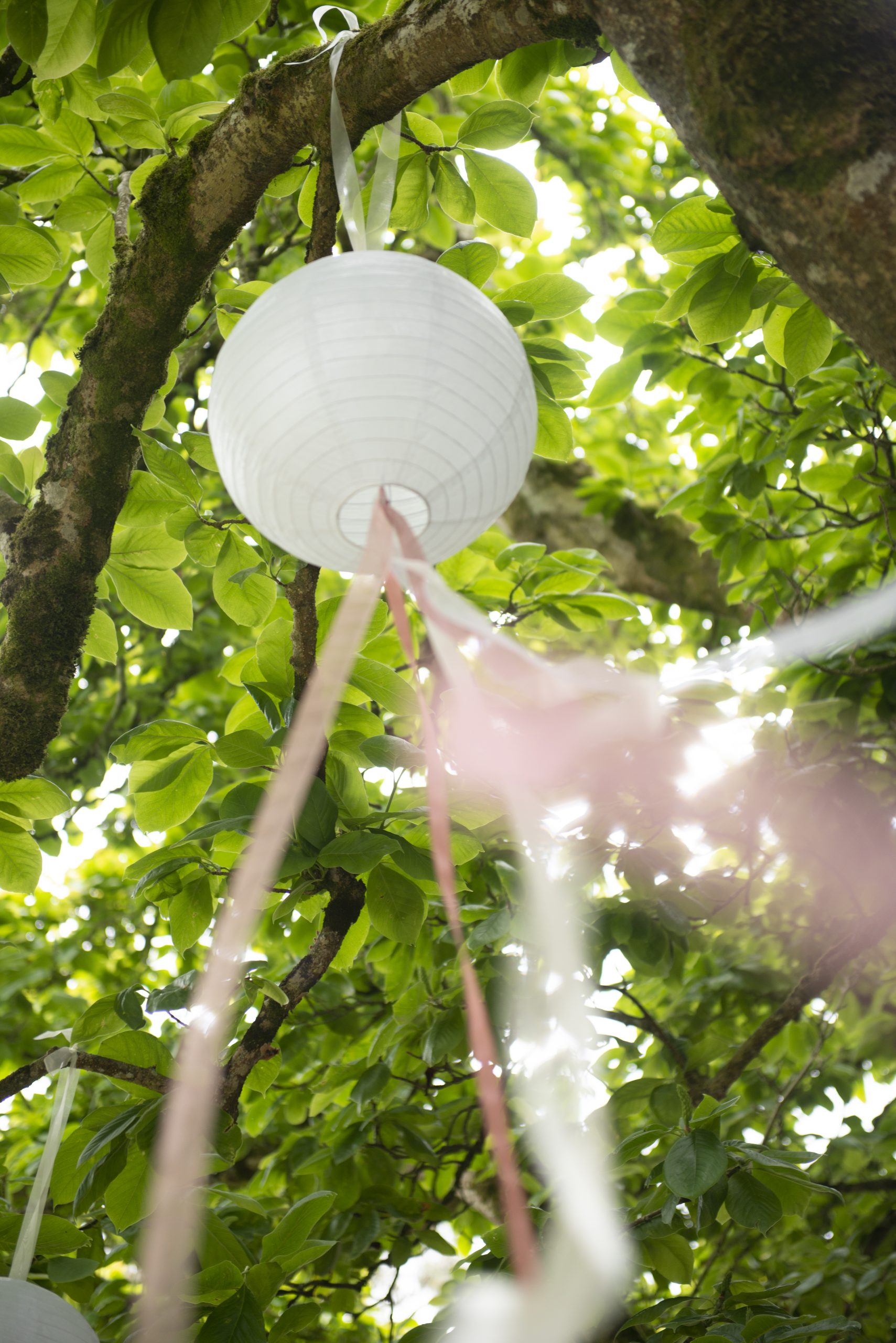 close up paper lantern in tree